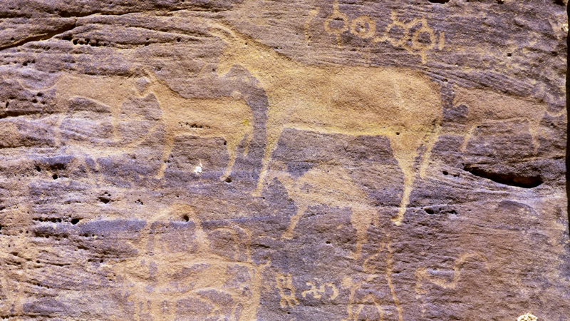 خر‌ها چگونه مسیر تاریخ بشر را تغییر دادند؟