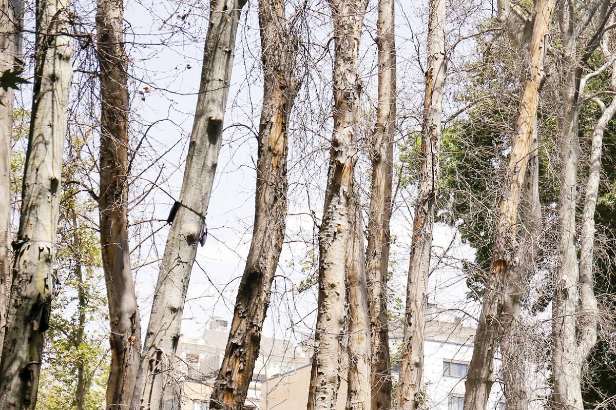 آفت یا خشکاندن عمدی 16 هزار درخت در تهران؟