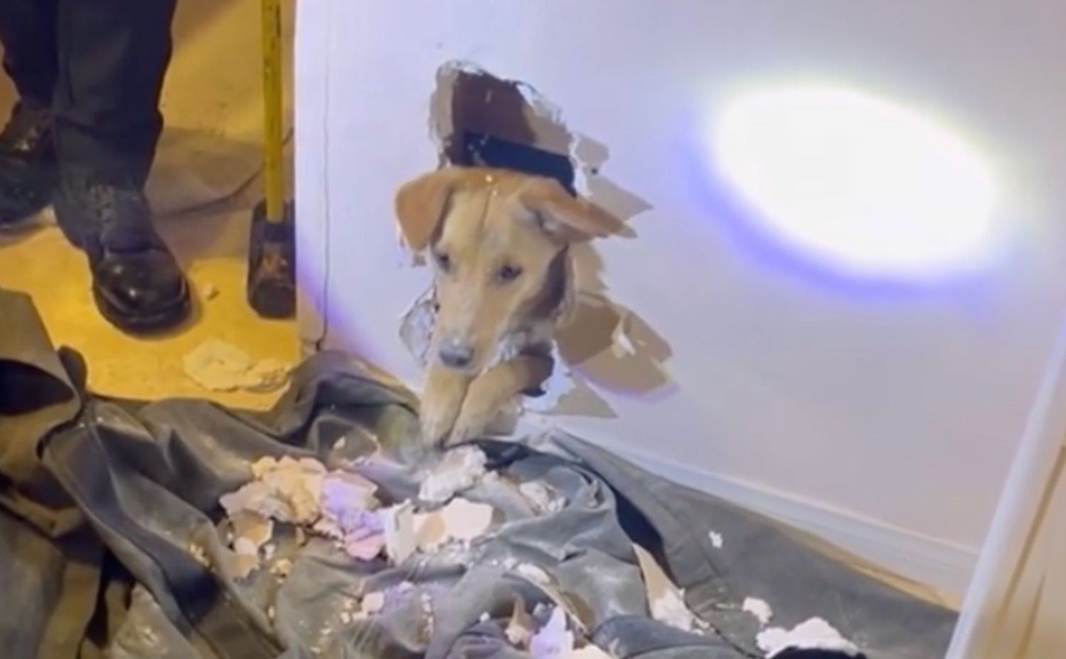 فیلم| نجات توله‌ سگ گیر کرده در دیوار یک خانه