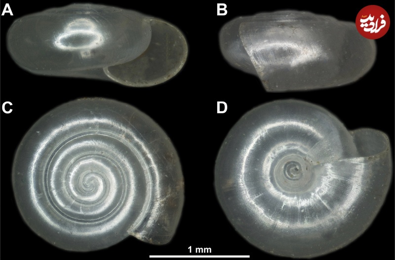 عکس| کشف حلزون ناشناختۀ «شیشهای» در این گودال عکس| کشف حلزون ناشناختۀ «شیشهای» در این گودال