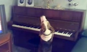 فیلم| ویدئویی باورنکردنی از یک سگِ پیانیست!