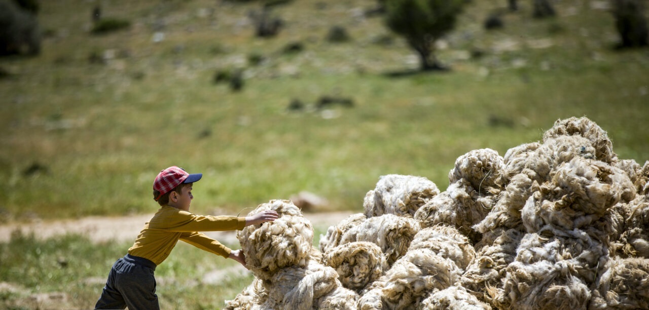 تصاویر| پشم چینی گوسفندان عشایر