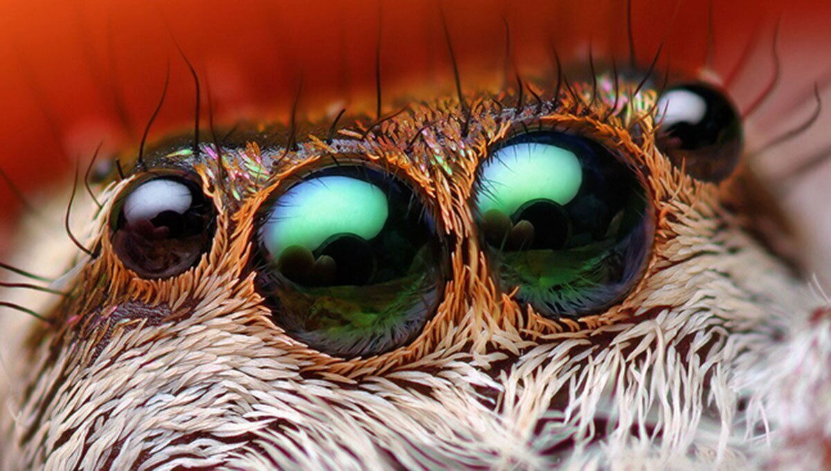 فیلم| دنیای شگفت‌انگیز حشرات از نگاهی متفاوت
