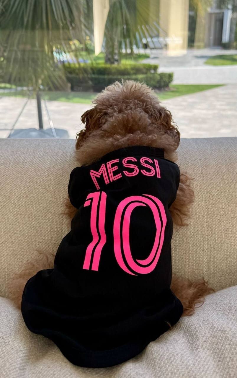 عکس| این سگ عاشق لیونل مسی است! عکس| این سگ عاشق لیونل مسی است!
