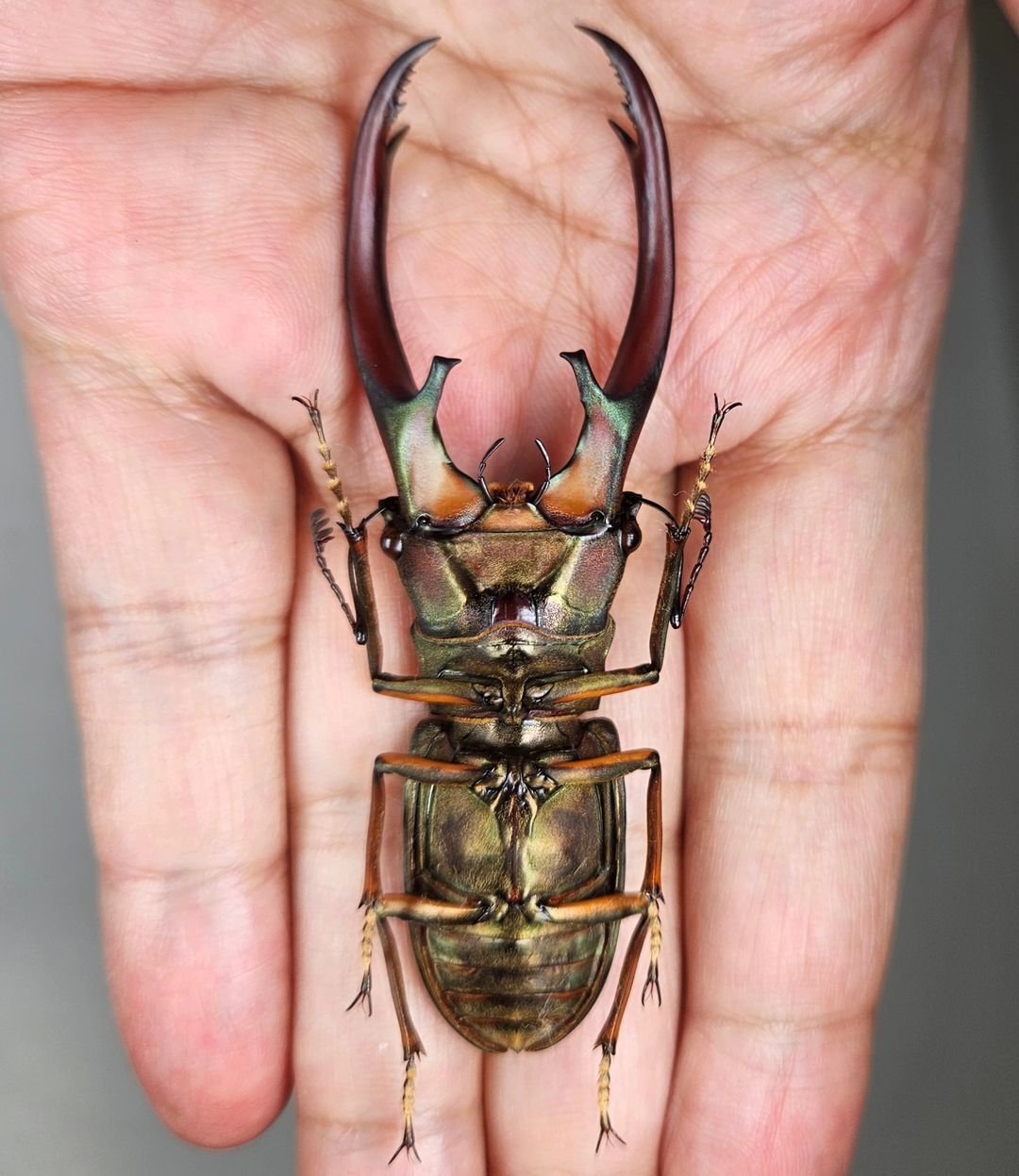 عکس| غول جنگل وقتی یک سوسک باشد! عکس| غول جنگل وقتی یک سوسک باشد!