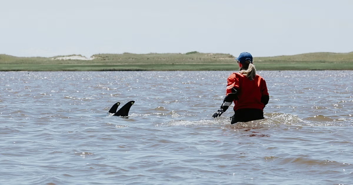 فیلم| عملیات نجات ده‌ها دلفین پهلوسفید سرگردان