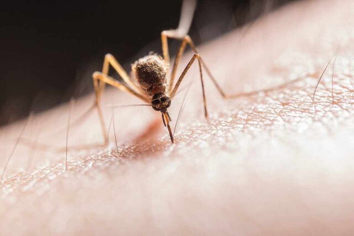 بیماری‌هایی از پشه به انسان منتقل می‌شوند بشناسیم