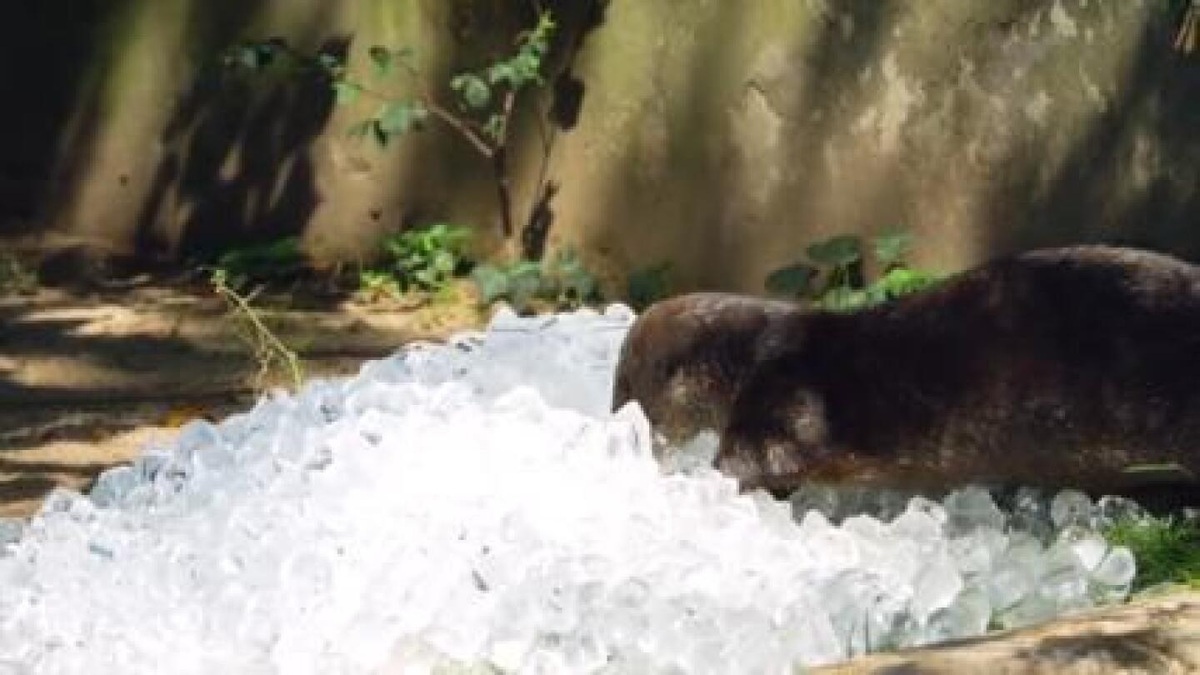 فیلم| خنک شدن حیوانات باغ وحش با یخ