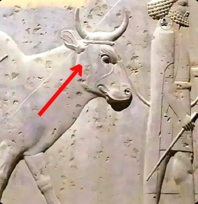 عکس| سندی از فرهنگ شگفت‌انگیز ایران در تخت جمشید؛ تغییر جای بستن طناب به گاو برای عدم آسیب زدن به حیوانات