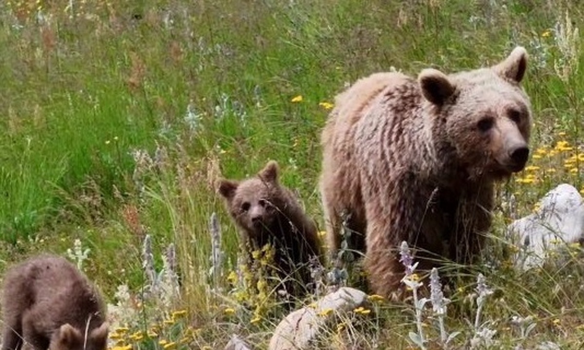 فیلم| خرس مادر و دو فرزندش در ارتفاعات البرز