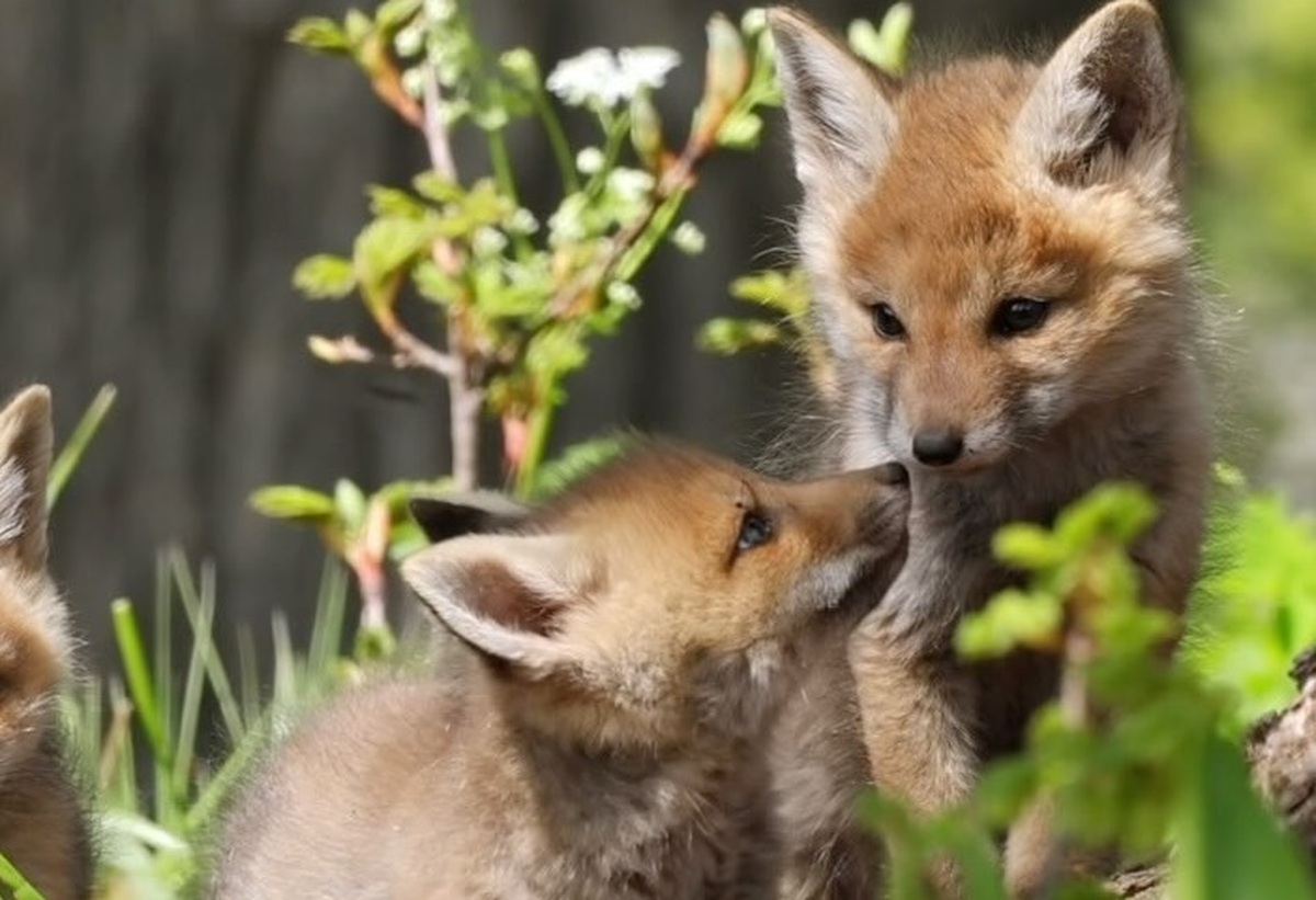 فیلم| توله روباه‌های قرمز در جنگل هیرکانی