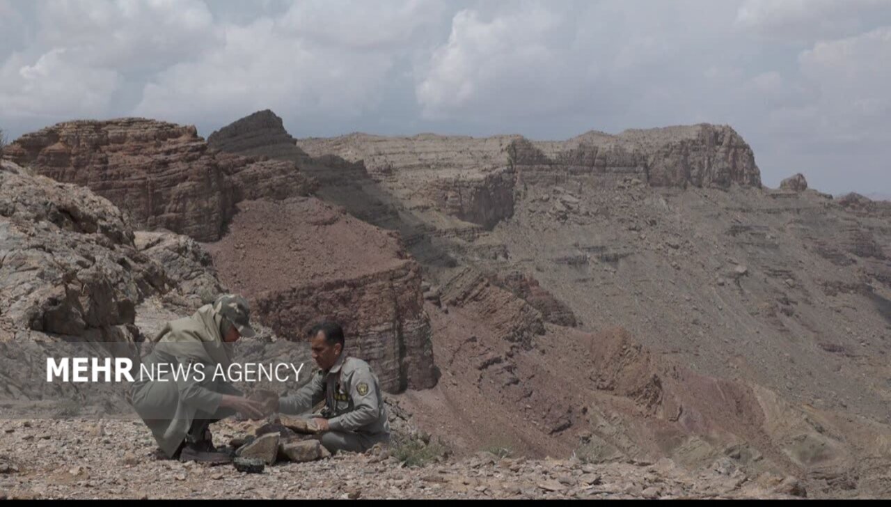 ۴ پلنگ ایرانی در عباسآباد اصفهان + عکس ۴ پلنگ ایرانی در عباسآباد اصفهان + عکس