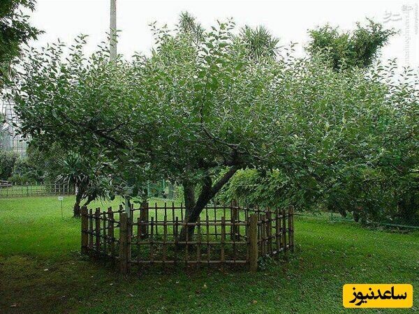 عکس| درختی که نیوتن در سال ۱۶۶۵ زیر آن نشست و قانون جاذبه کشف شد!