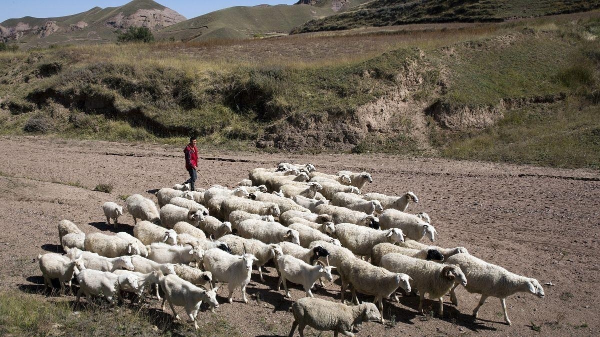 فیلم| حمام تابستانی گوسفندان در منطقه خودمختار سین‌کیانگ چین