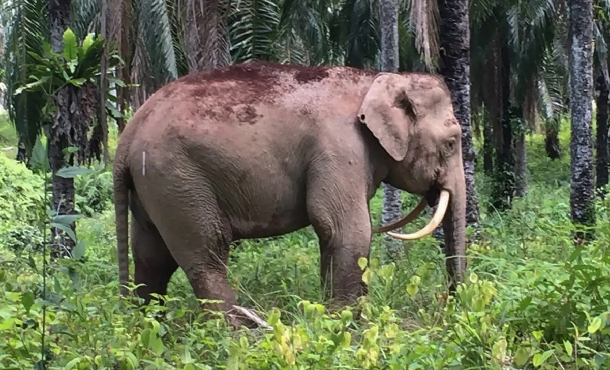 فیلم| کوچکترین گونه فیل جهان در خطر انقراض