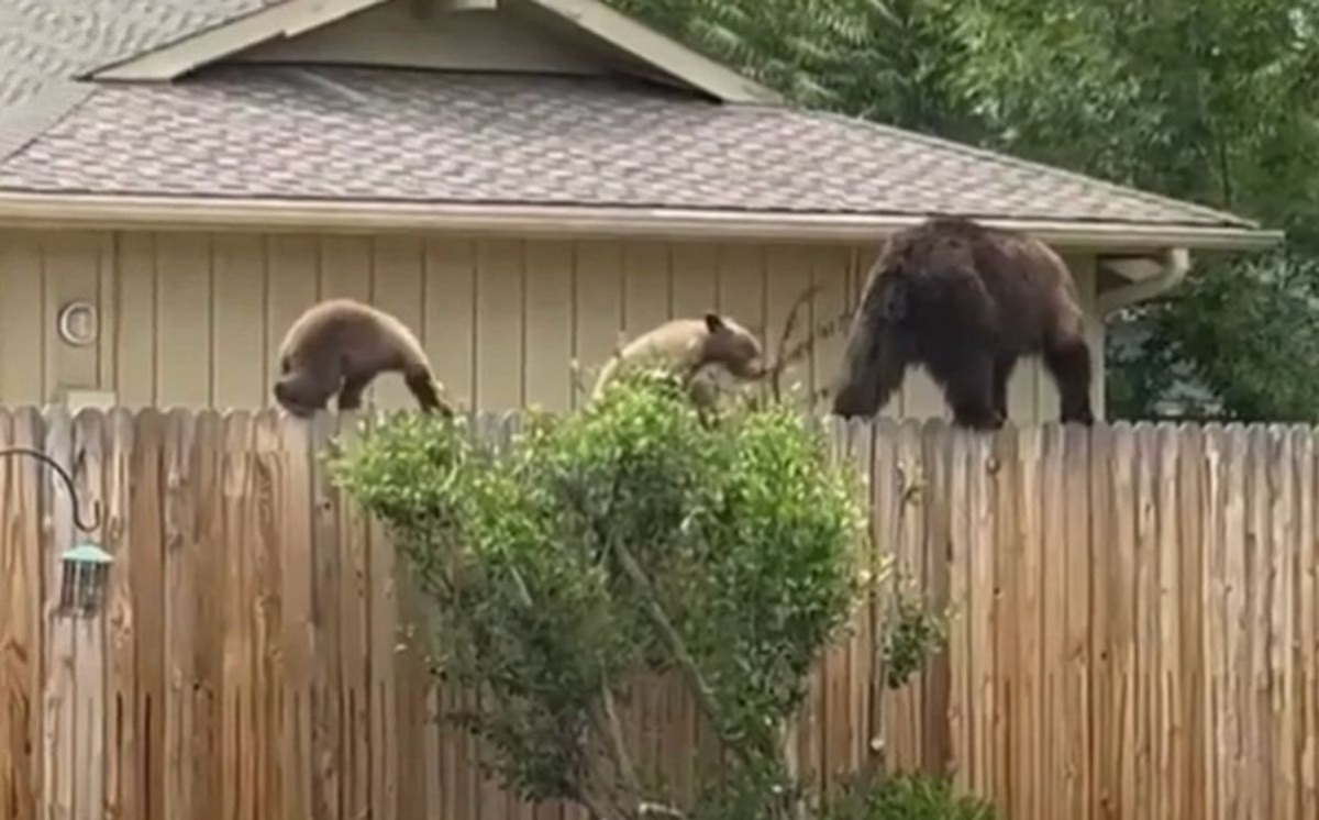 فیلم| لحظه عبور خانواده خرس از روی حصار بین دو خانه