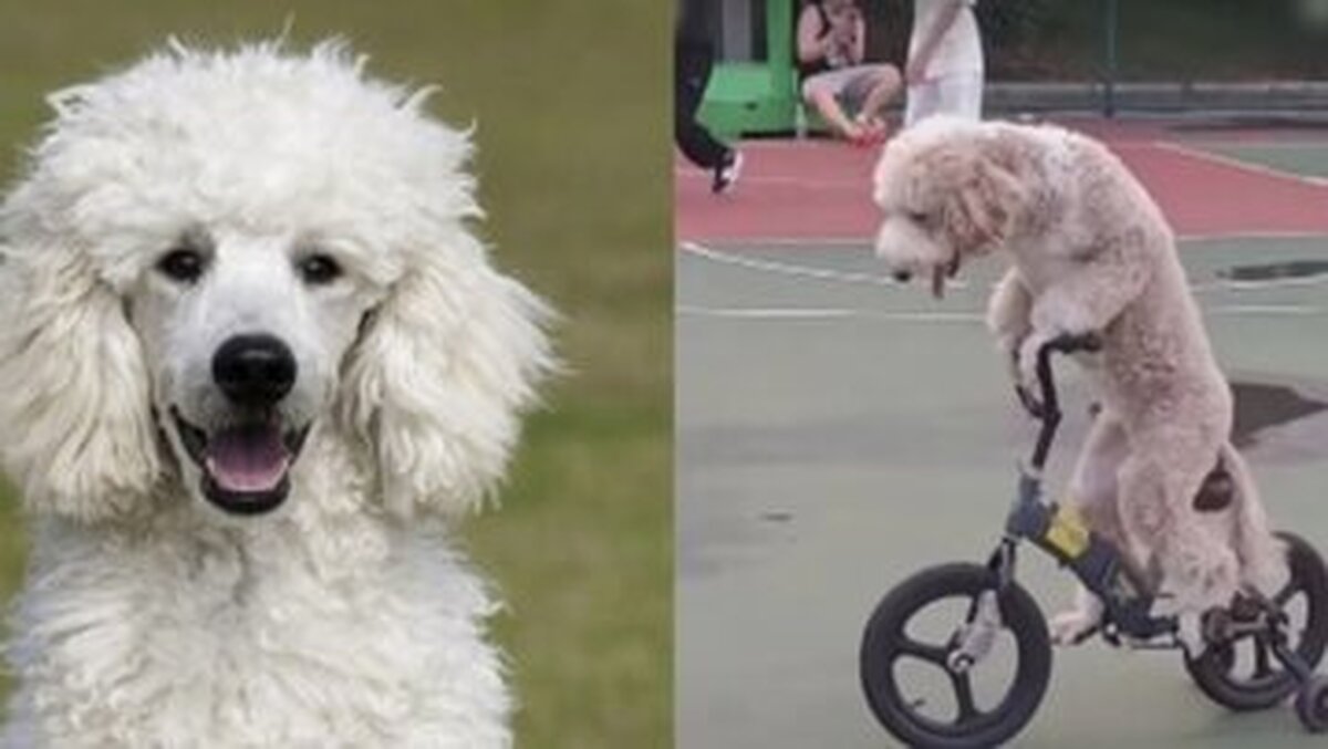 عکس| دوچرخه‌سواری این سگ در زمین بسکتبال پربازدید شد!