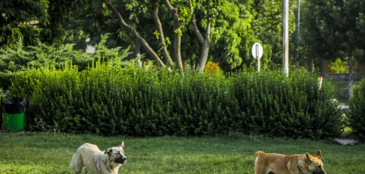 تصاویر| جولان سگ های ولگرد در معابر سنندج