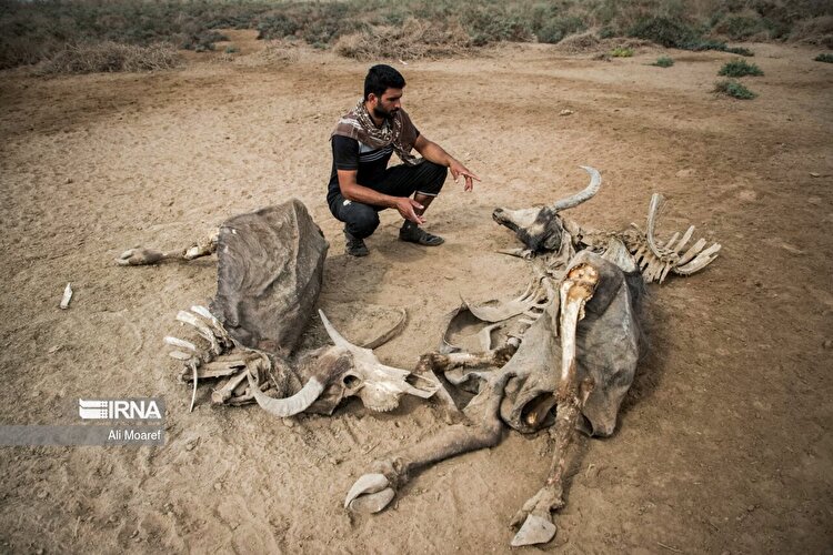 تصاویر | رُفیّع خوزستان؛ در خطر کم آبی