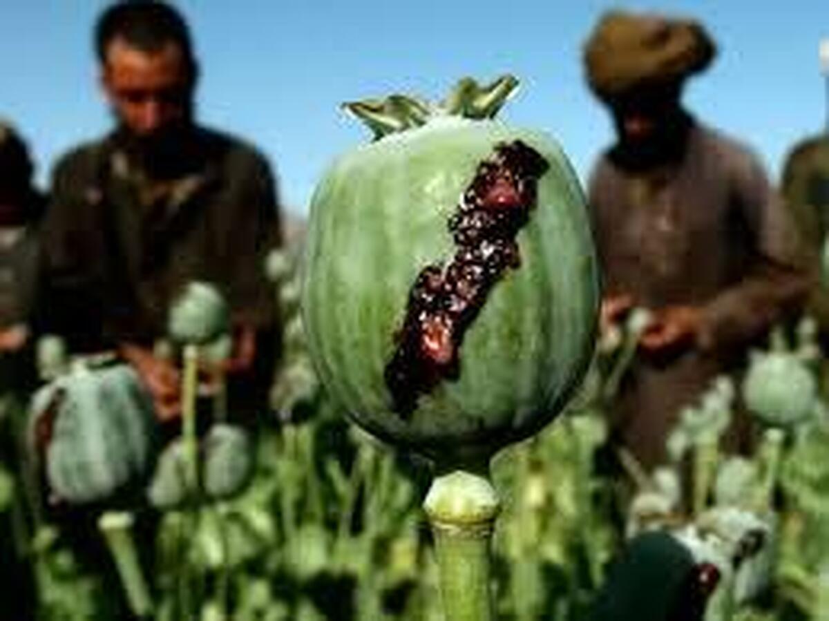طالبان و موادمخدر در افغانستان؛ «انبار‌های پر، بازار داغ و قیمت گزاف»