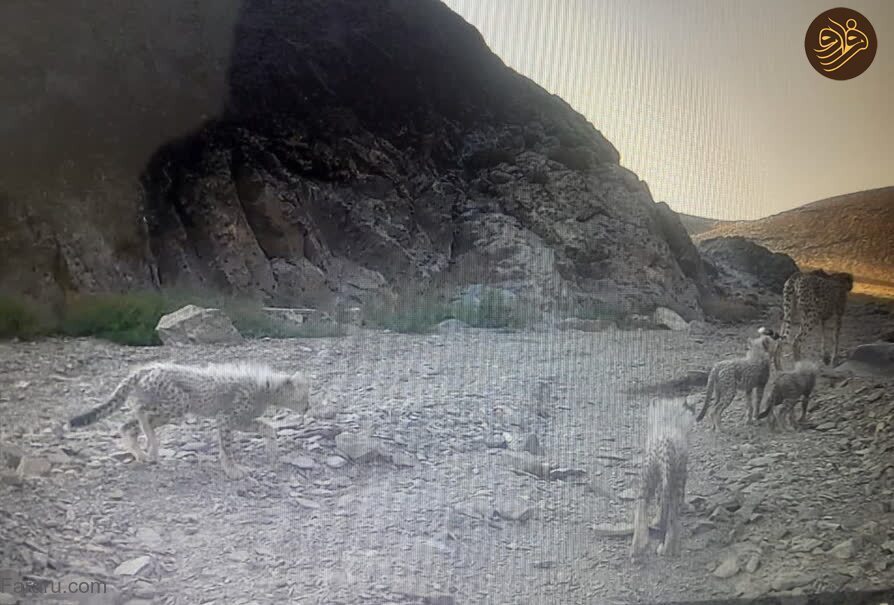 عکس| ثبت حضور یک یوزپلنگ به همراه ۴ توله در منطقه توران