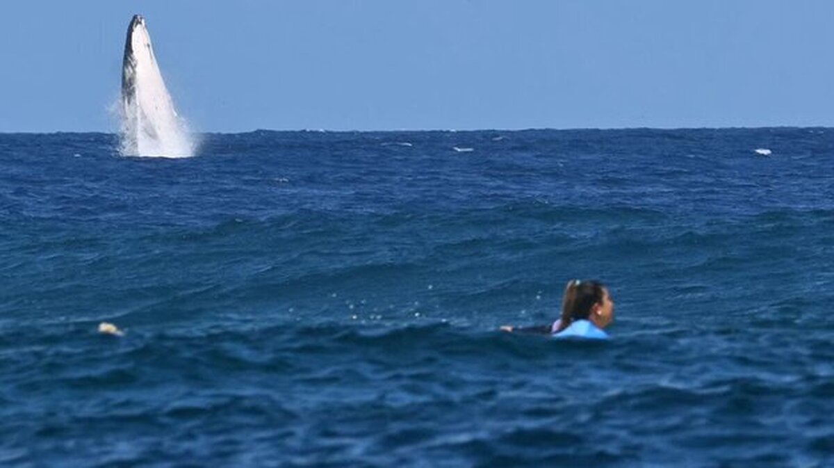 نهنگ، مهمان ناخواسته موج‌سواری زنان