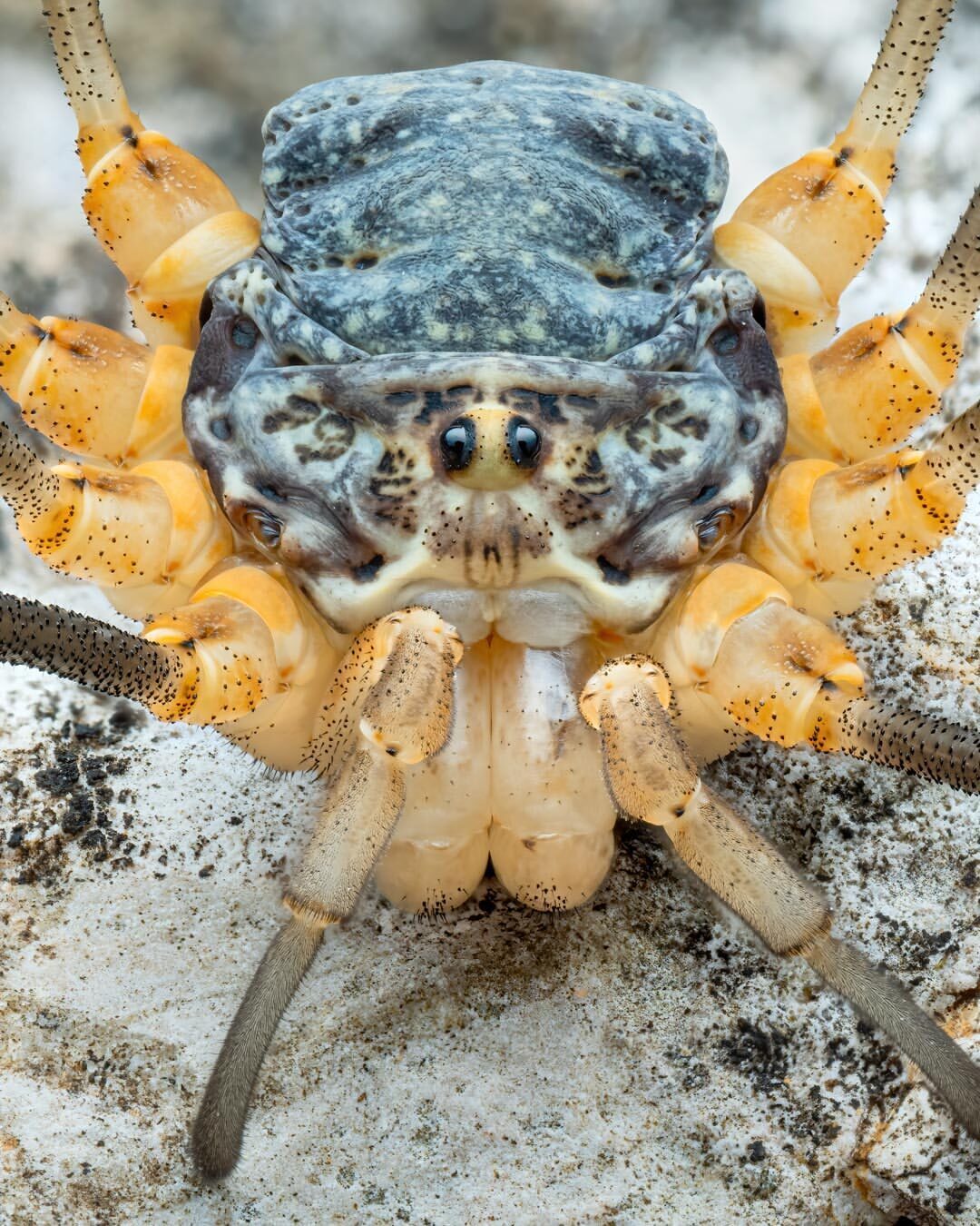 عکس| دنیای شگفت‌انگیز حشرات؛ عنکبوت غول‌پیکر اروپایی