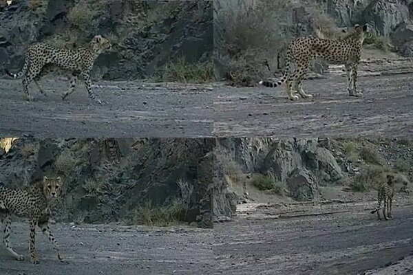 عکس| حضور یوزپلنگ ماده با دو توله در پارک توران عکس| حضور یوزپلنگ ماده با دو توله در پارک توران