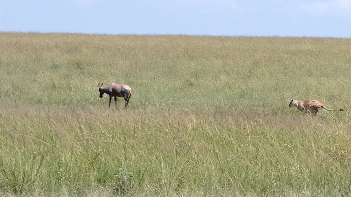 فیلم| ضایع شدن یک شیر هنگام حمله به شاخچنگی