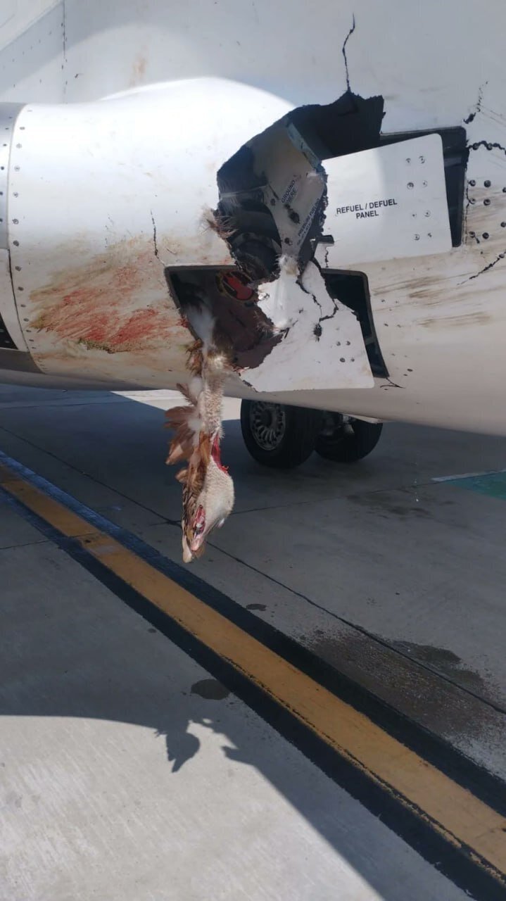 عکس| حرکت انتحاری یک پرنده هواپیمای مسافربری را به این روز انداخت!