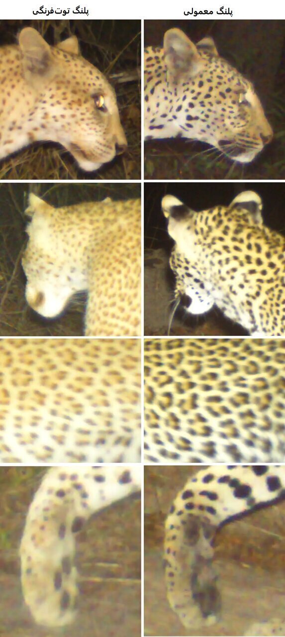 عکس| پلنگ صورتی در طبیعت یافت شد؛ جهش ژنتیکی در منطقه حفاظتشده تانزانیا عکس| پلنگ صورتی در طبیعت یافت شد؛ جهش ژنتیکی در منطقه حفاظتشده تانزانیا