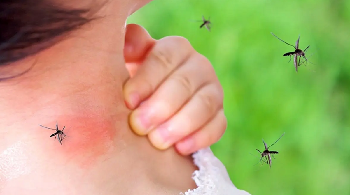 فیلم| آنچه که باید بدانیم؛ روش‌های خانگی دور‌کننده پشه‌ها