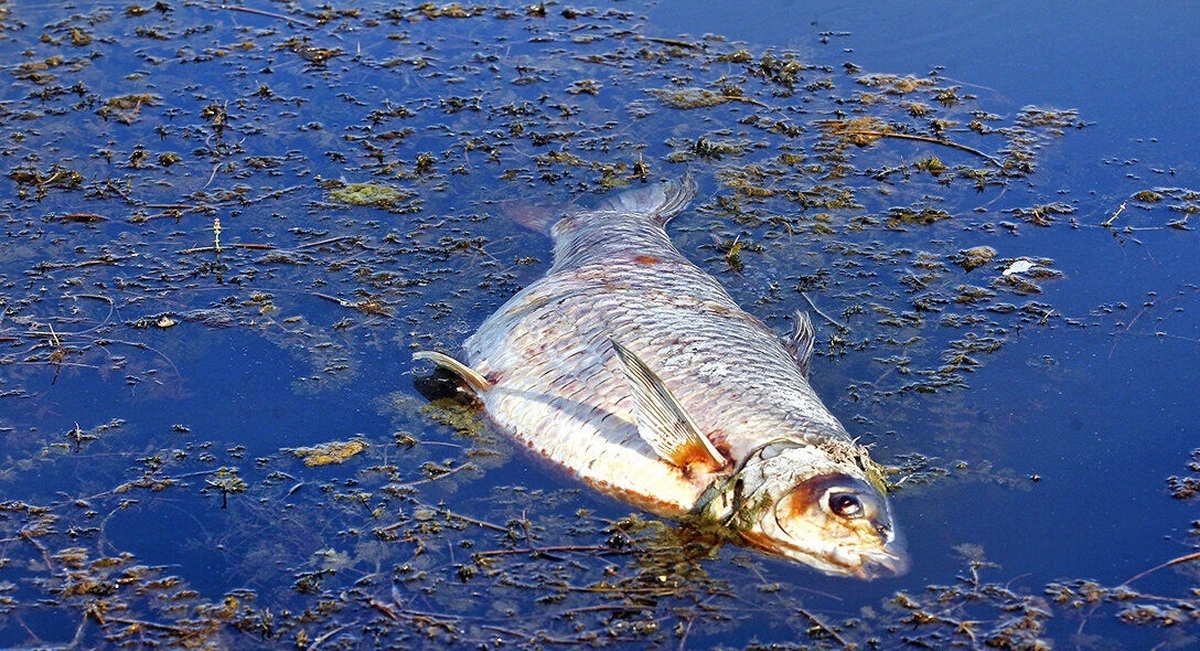 علت مرگ و میر ماهیان در تالاب انزلی چیست؟