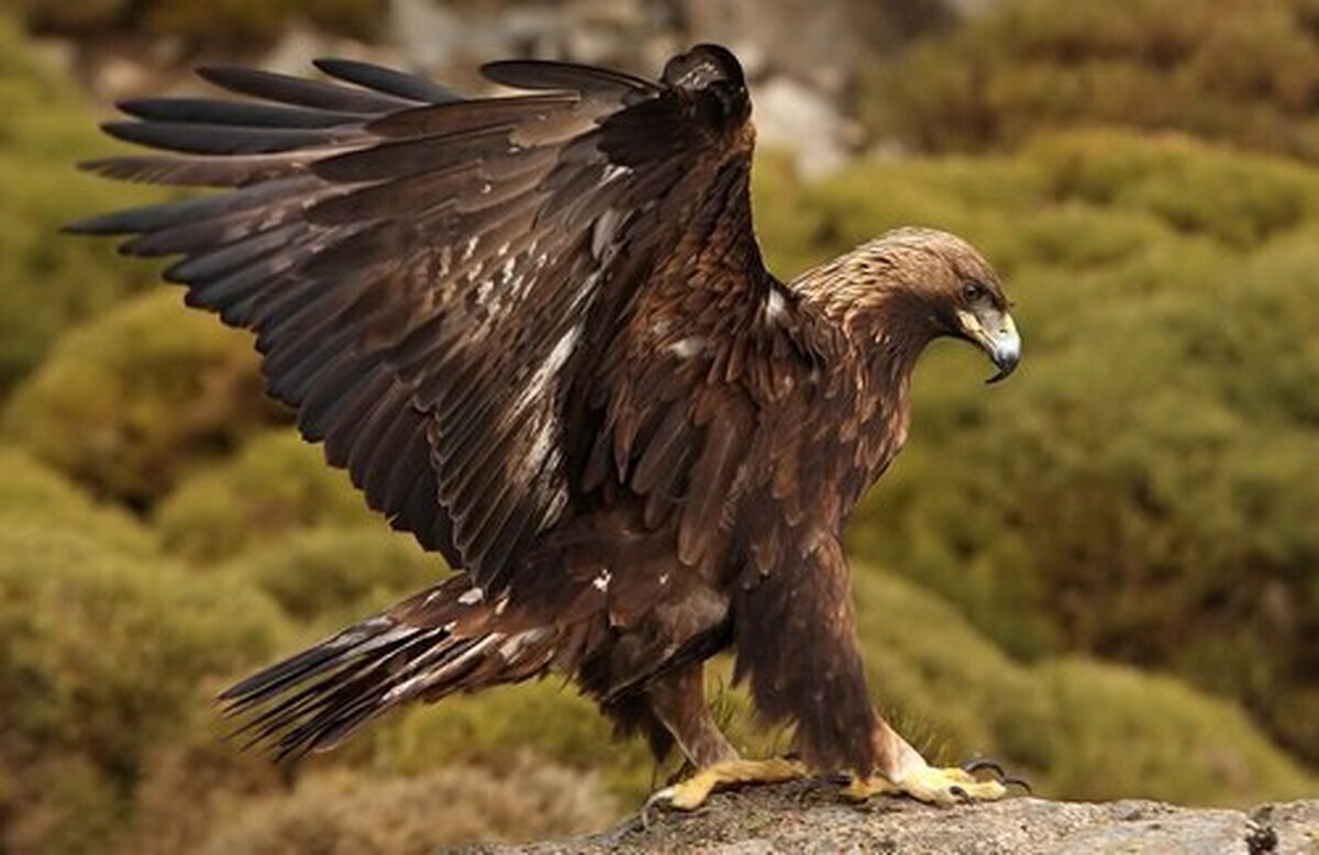 عکس| پنجه‌های خاص با ناخن‌های بلند از یک عقاب