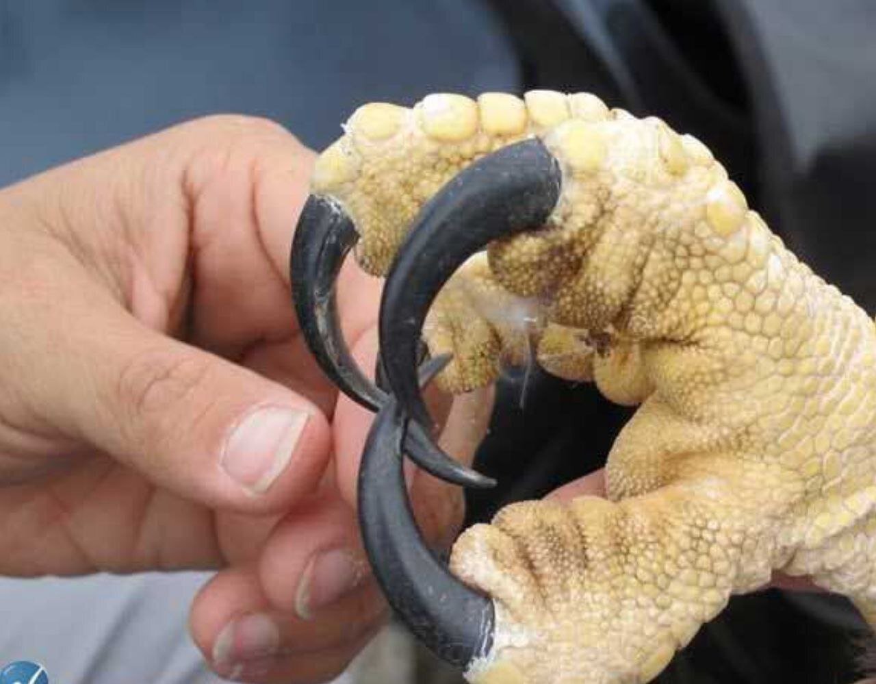 عکس| پنجه‌های خاص با ناخن‌های بلند از یک عقاب