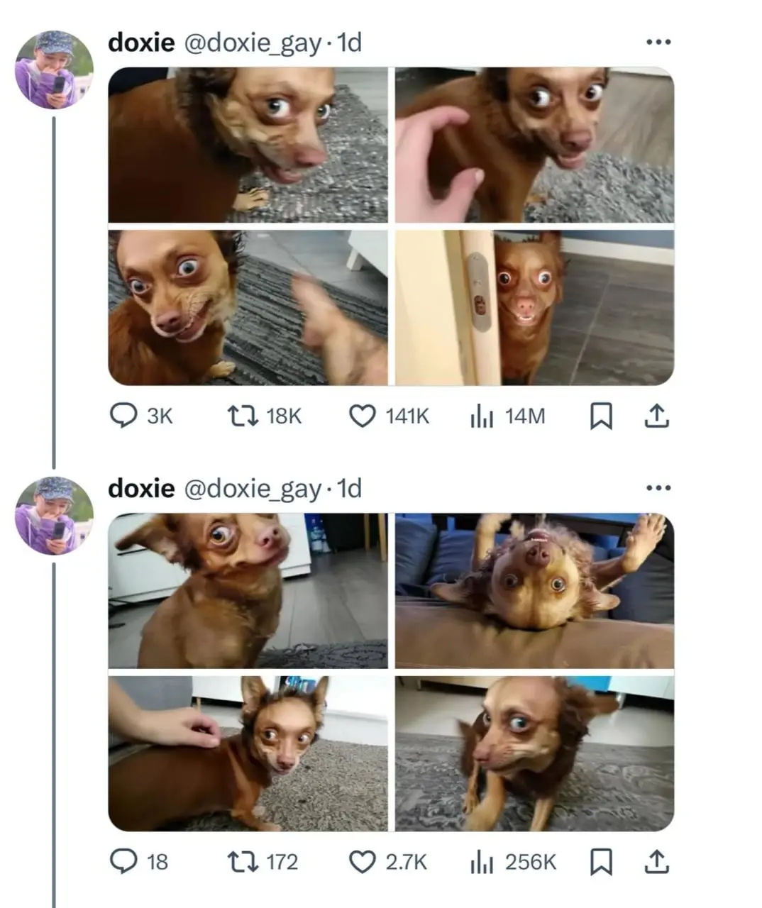 عکس ترند شده از سگی که چهره ای شبیه به انسان دارد