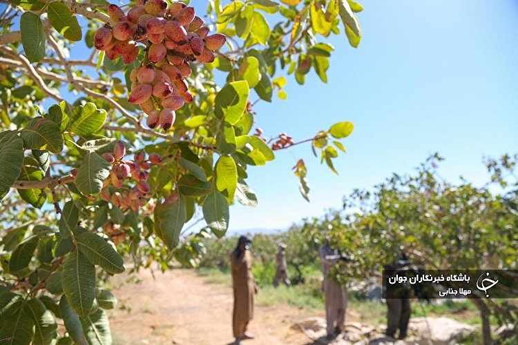 تصاویر/ برداشت پسته طلای سبز در کرمان