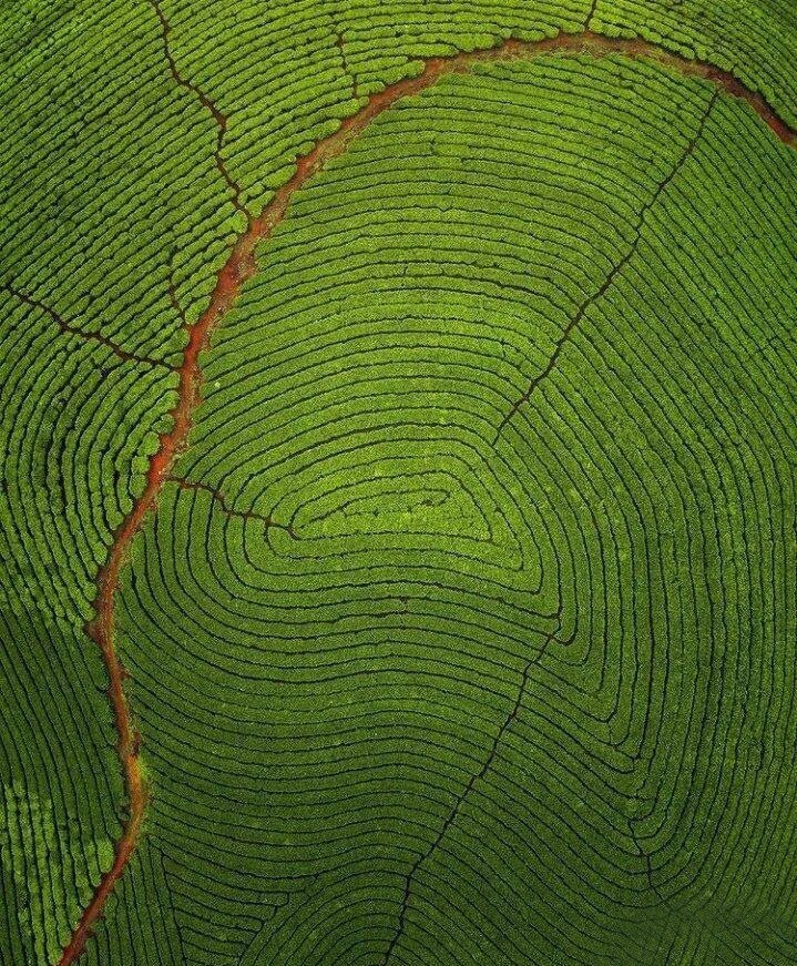 عکس/ مزارع چای شبیه به اثر انگشت در مونار هند