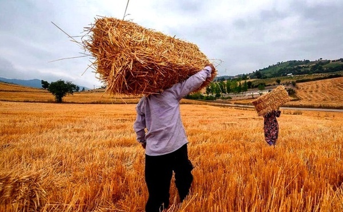 پزشکیان: بدهی گندم‌کاران امروز به حسابشان واریز خواهد شد