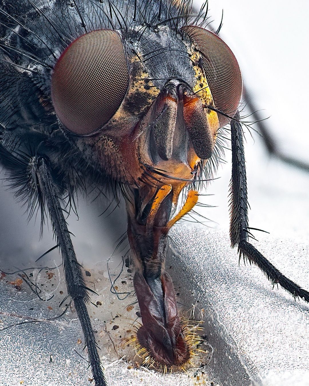 عکس/ عجیب‌ترین تصویر از یک مگس!