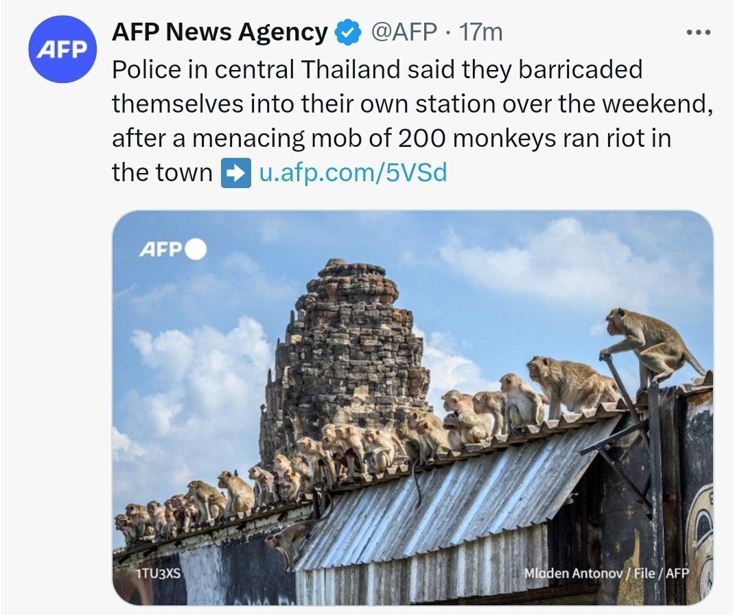 عکس/ حمله ۲۰۰ میمون شورشی به کللانتری تایلند؛ نیرو‌های پلیس حبس شدند