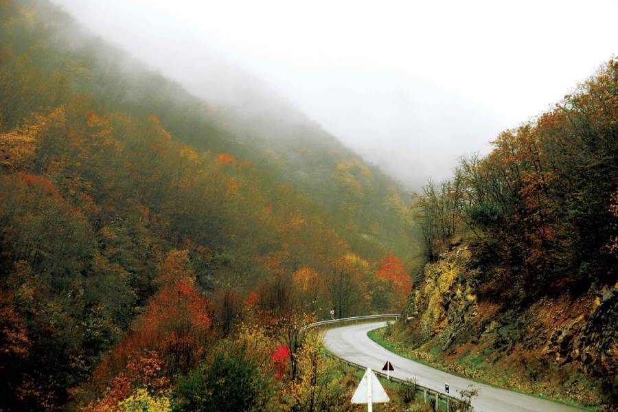 جنگلهای آینالو جنگلهای آینالو