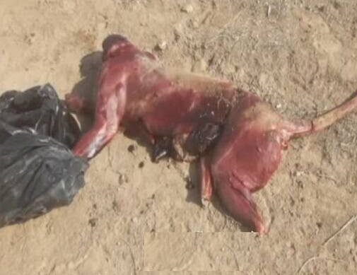 ماجرای پلنگ سلاخی شده سمنان چیست؟ ماجرای پلنگ سلاخی شده سمنان چیست؟
