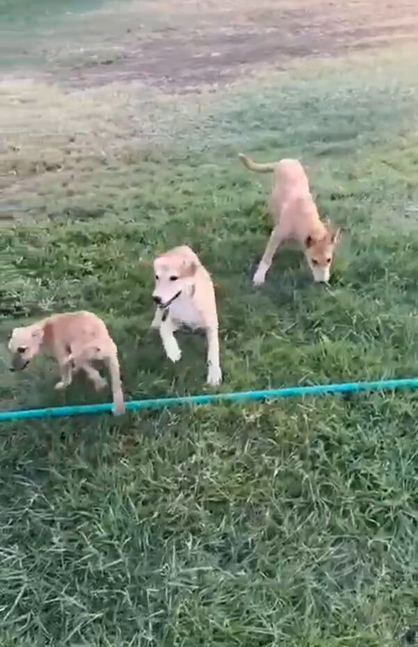 عکس/هجوم سگ‌ها به تمرین تیم لیگ برتری!