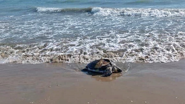 جزییات کشف لاشه 20 لاک‌پشت در ساحل جاسک