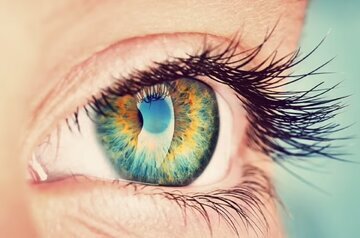 میوه‌ای که مصرف آن چشم‌ها را تقویت می‌کند