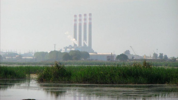 سوگ سیاوش برای پرنده‌های مهاجر میانکاله + عکس