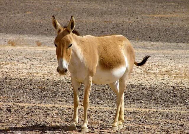 عکس خانوادگی گور ایرانی که پربازدید شد