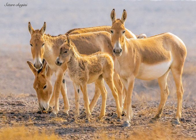 عکس خانوادگی گور ایرانی که پربازدید شد