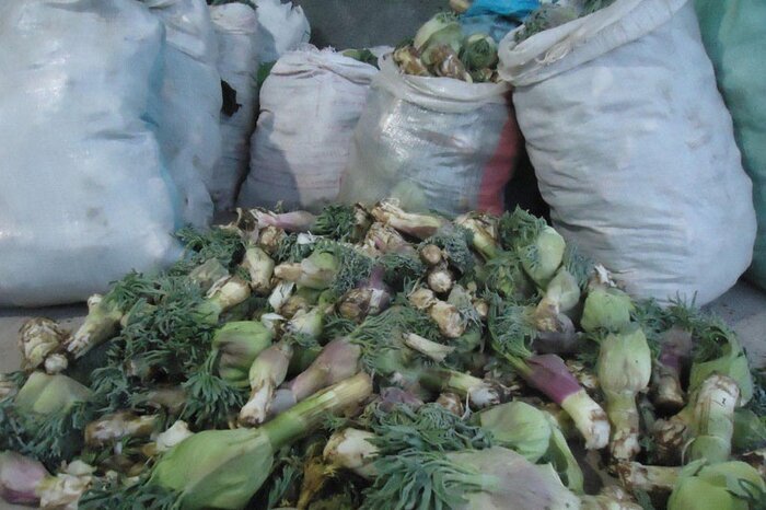 حراج میراث طبیعی زاگرس